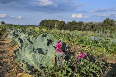 Mischkultur-Gemüse im Permakultur-Garten des Frei-Hof's | © SONNENTOR