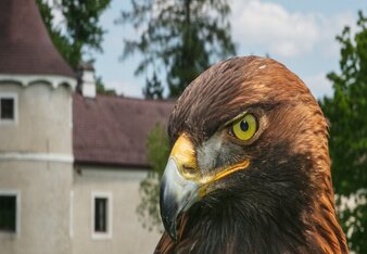 Ausflugsziel Schloss Waldreichs und Greifvogelzentrum  | © Greifvoglezentrum