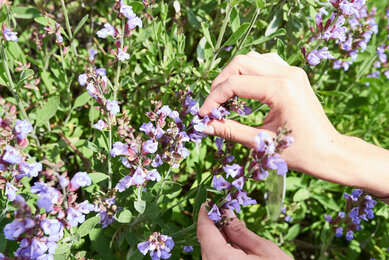 Fühlen und Riechen im Kräuterstreichelgarten | © SONNENTOR/@nudlholz.at