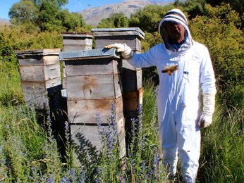 Auf dem Foto sieht man einen Imker neben Bienenstöcken stehen. | © SONNENTOR