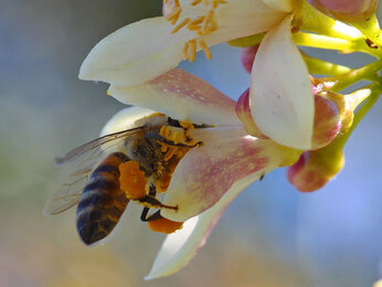 Foto von einer Biene bei einer Manuka Blume.