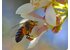 Foto von einer Biene bei einer Manuka Blume.