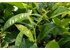 camelia sinensis_Pflanze.jpg