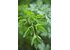 Photo of a parsley plant.