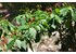 A photo of a chili plant with small chilies.