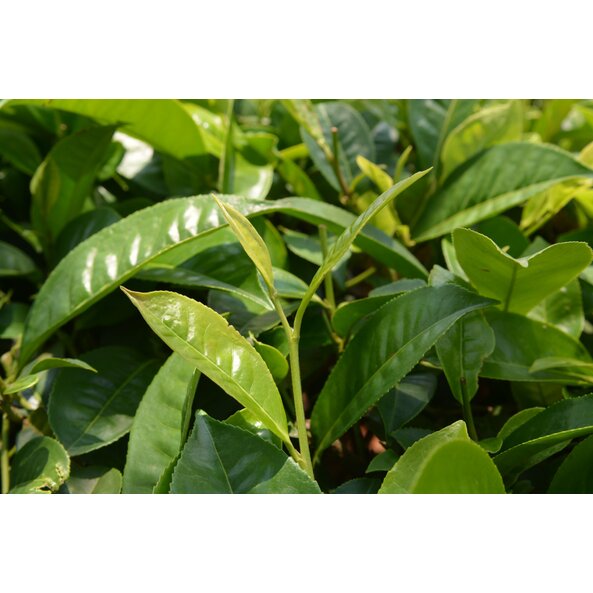 camelia sinensis_Pflanze.jpg | © SONNENTOR