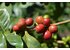 Photo of red coffee cherries.