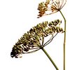 Fenchel bio