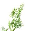 Dill bio