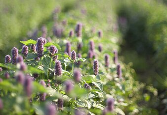 In the photo you can see an organic field. | © SONNENTOR