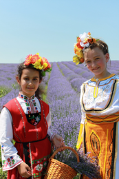 Traditionelle Lavendel Ernte3 | © SONNENTOR