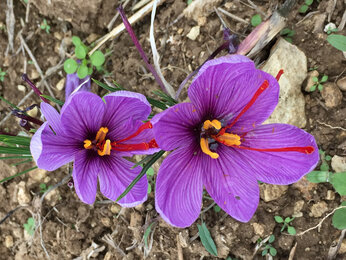 Auf dem Foto ist eine Safran Blüte zu sehen. | © SONNENTOR