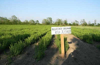 Auf dem Foto ist ein Feld mit einem Schild davor zu sehen. | © SONNENTOR