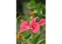 hibiskus_pflanze_mexico-1.jpg_w413.png