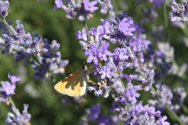 Auf dem Foto ist Lavendel zu sehen. Darauf sitzt ein Schmetterling. | © SONNENTOR