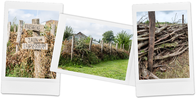 Hecke Frei-Hof SONNENTOR | © SONNENTOR