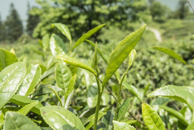 Auf dem Foto ist die Camellia Sinensis Pflanze zu sehen. | © SONNENTOR