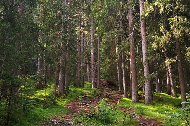 Foto von einem Weg im Wald. | © SONNENTOR