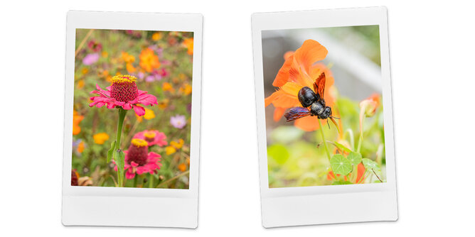 Tipps zur Permakultur | © SONNENTOR