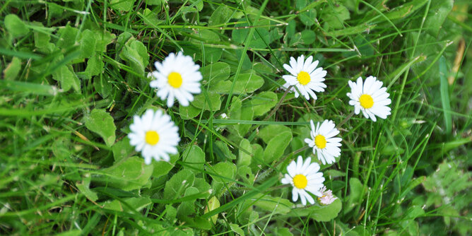 Auf dem Foto sieht man mehrere Gänseblümchen auf einer Wiese stehen. | © SONNENTOR